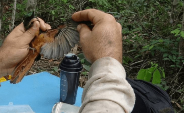 Existe biólogo de campo?