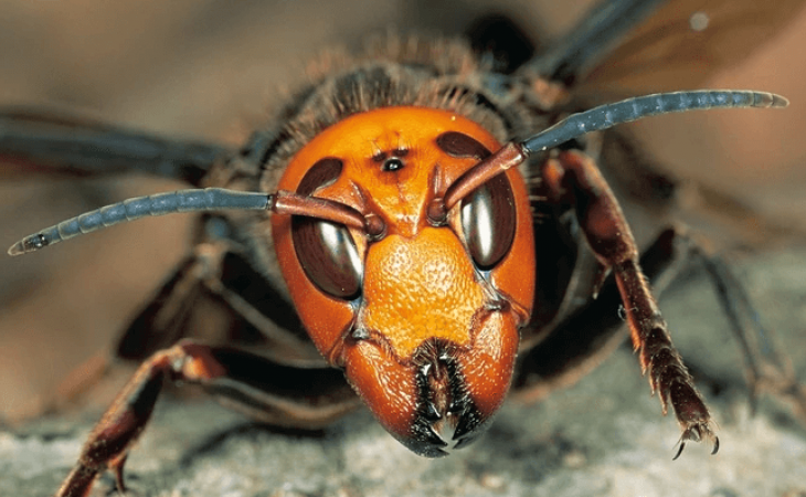 As vespas assassinas são um problema?