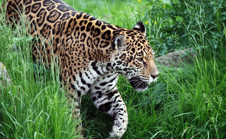 Os Efeitos da fragmentação de hábitat sobre a Biodiversidade.