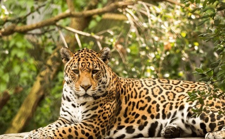 Por que se preocupar com a conservação da Biodiversidade?