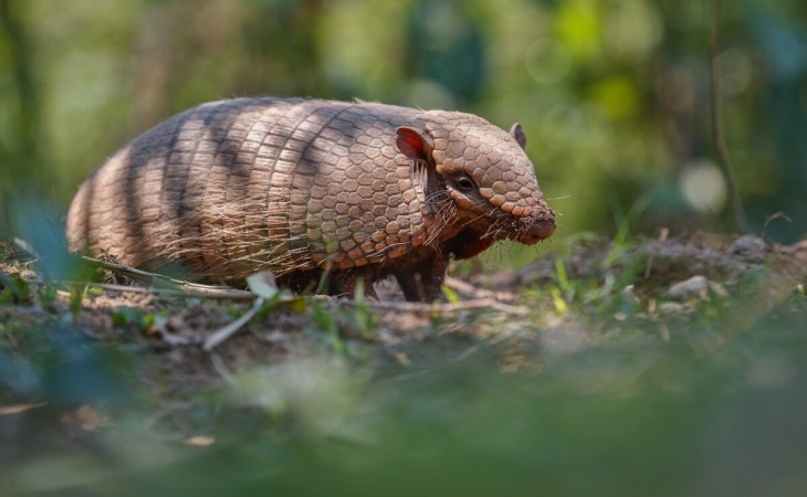 Legislação Ambiental para Empresas e o cuidado com os Animais