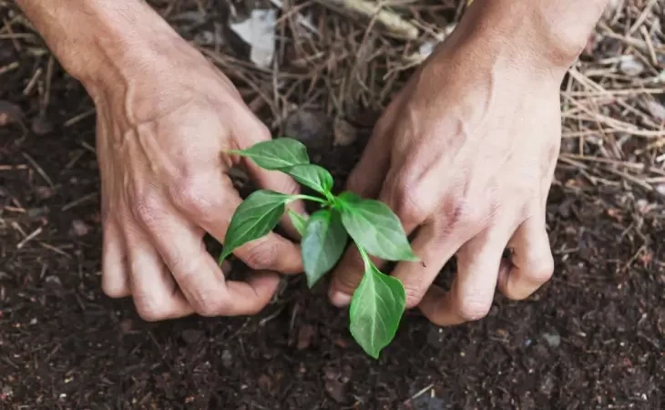 Projetos Ambientais para o futuro, inspirações para você também ser parte da transformação