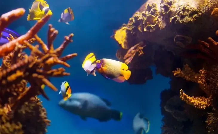 Biomas Aquáticos, porque é preciso cuidar desse tesouro?