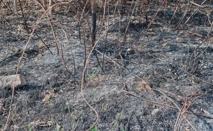 Recorde de queimada no Amazonas em 2024 e os impactos da seca