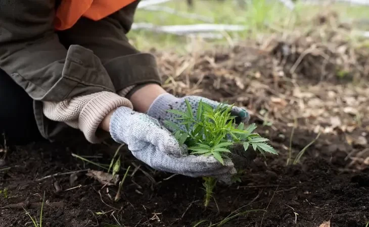 Como são feitos os Projetos Técnicos de Reconstituição de Flora (PTRF)