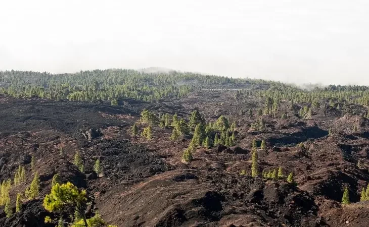 Fragmentação dos habitats e políticas públicas: O que está sendo feito no Brasil e no mundo?