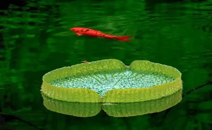 As maiores ameaças aos biomas aquáticos brasileiros