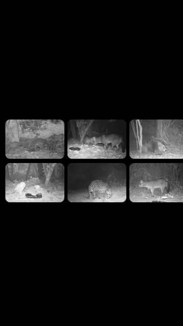 Bastam alguns segundos de vídeo pra revelar um mundo que quase ninguém vê.  No trabalho de levantamento de fauna, cada registro é uma descoberta e cada imagem, uma prova viva da importância de preservar.   Esses monitoramentos ajudam a entender o comportamento da fauna, identificar espécies ameaçadas e orientar ações que conciliam desenvolvimento e conservação.  Porque quando o meio ambiente é respeitado, a natureza responde  e nos presenteia com cenas como essa.   🎥 @carlamor79 e @lucianofaria.bio  #ArtemisAmbiental #MonitoramentoDeFauna #CameraTrap #FaunaSilvestre #Biodiversidade #Conservação #MeioAmbiente #EquipeArtemis #Sustentabilidade