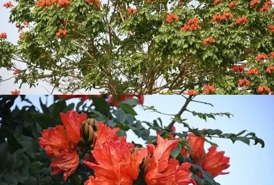 Espatódea: uma ameaça à biodiversidade e um desafio para a arborização urbana