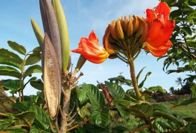 Espatódea: uma ameaça à biodiversidade e um desafio para a arborização urbana